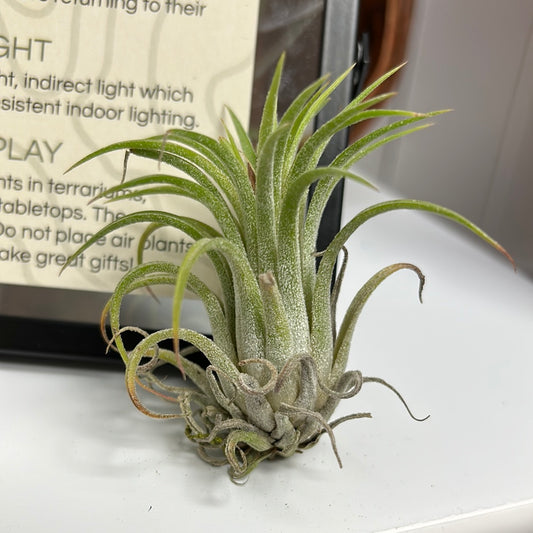 Assorted Live Air Plants