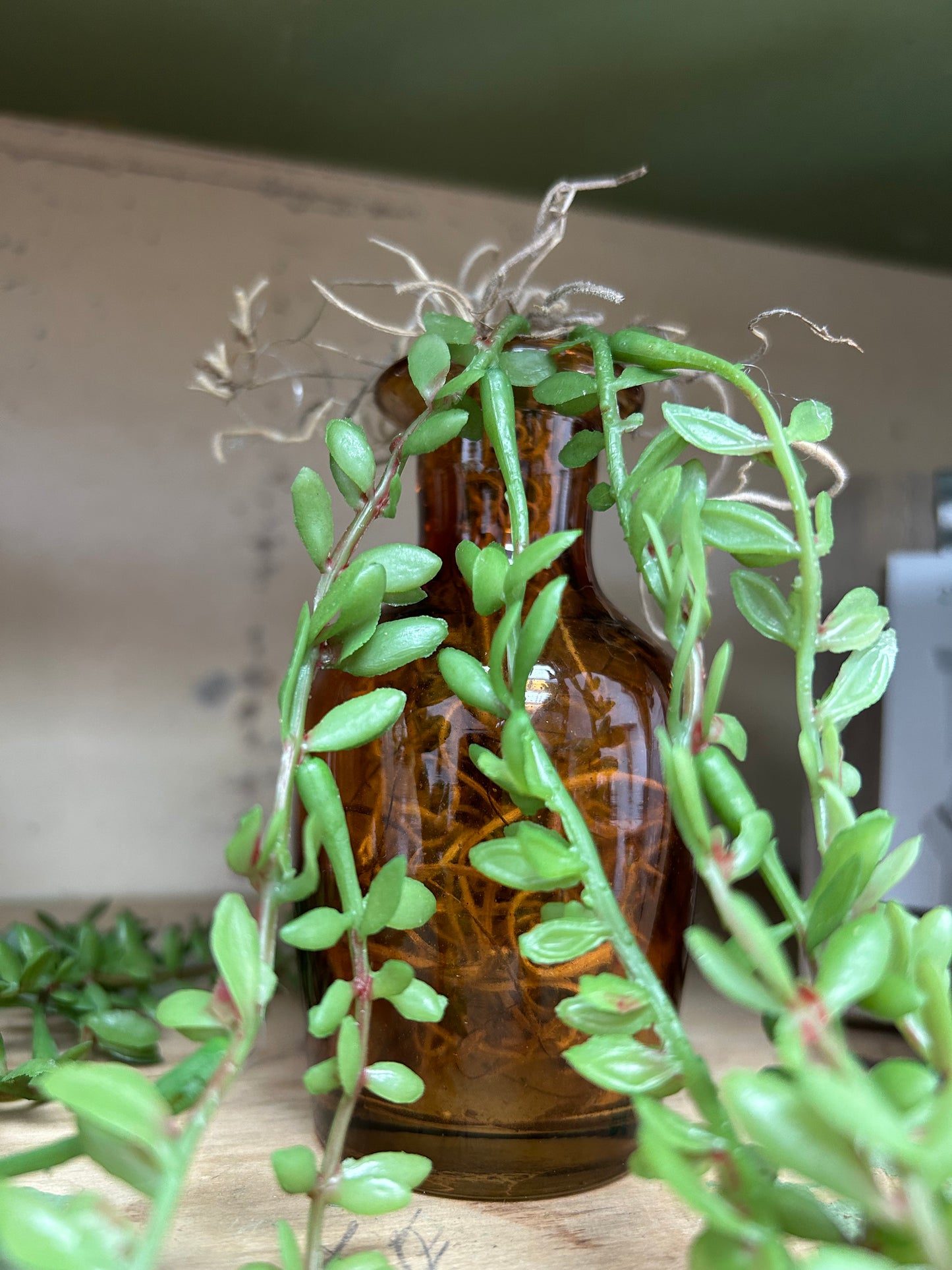 Amber Glass Bud Vase with Hanging Succulent Stem