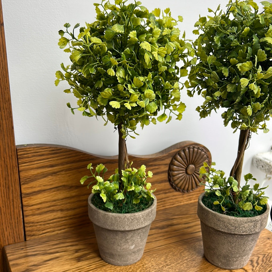 Maiden Hair Fern Topiary